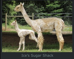 Sugar Shack-Paca-Page